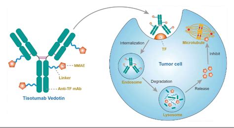 Figure From A Review Of Tisotumab Vedotin Tftv In Recurrent Or