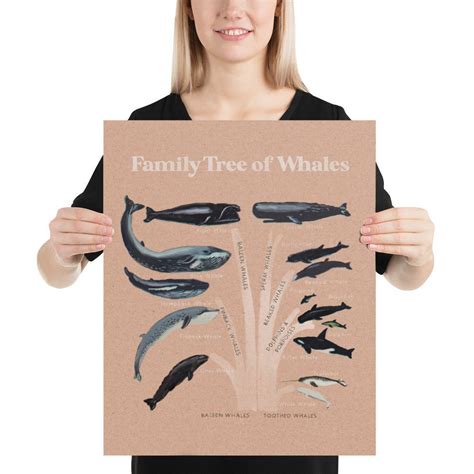 Family Tree of Whales Art Print Cetacea and Cetartiodactyla Art Poster ...