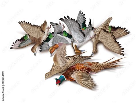 La Chasse Tirer Canard Pilet Siffleur Faisan Nature Morte