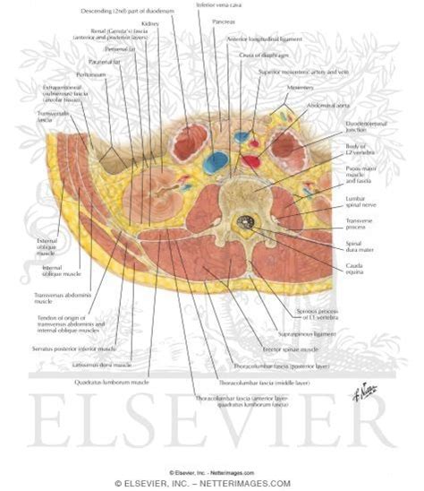 Back Muscles Cross Sectional Anatomy Human Anatomy Images And Photos