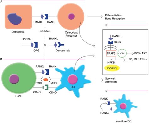 Frontiers Effects Of Rankl Targeted Therapy In Immunity And Cancer