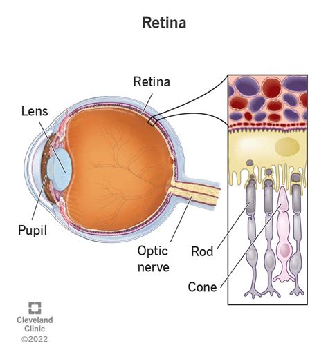 Difference Between Rods And Cones In Biology Definition Types And Importance Aesl