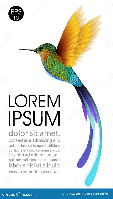 Hummingbird Vector Illustration Of Exotic Flying Colibri Bird Isolated