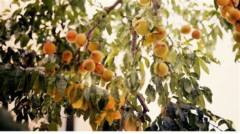 Qué debo tener en cuenta al plantar un árbol de durazno Prácticos