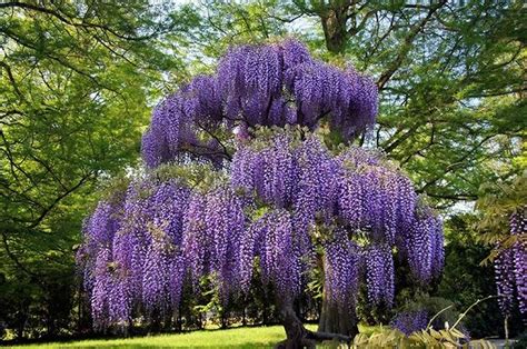 Japanese Wisteria Tree Discounts Selling Ykshocam