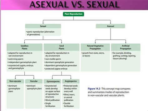 flowchart for sexual and asexual reproduction - 8595065 | Meritnation.com