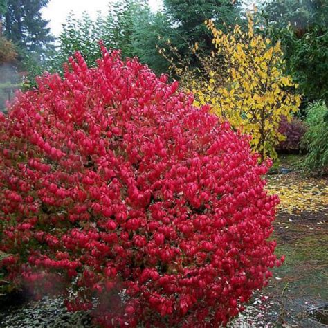 Burning Bush Euonymus Alatus 20 Seeds