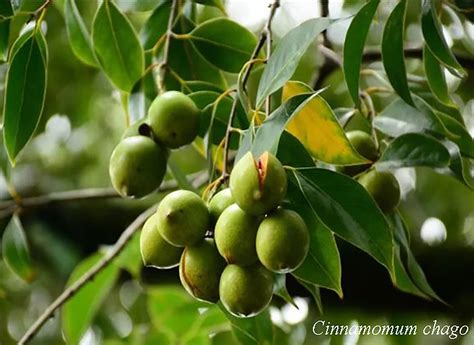 Cinnamomum Plants