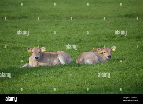 Cows Field Earmark Hi Res Stock Photography And Images Alamy