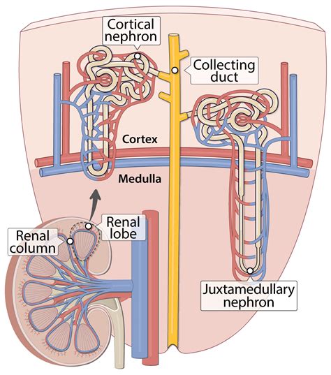 Nephron Definition, Function, Structure, Diagram, Facts, 59% OFF