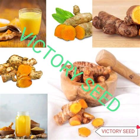 Jual VICTORY SEED Umbi Ubi Bonggol Bibit Tanaman Curcuma Javanica