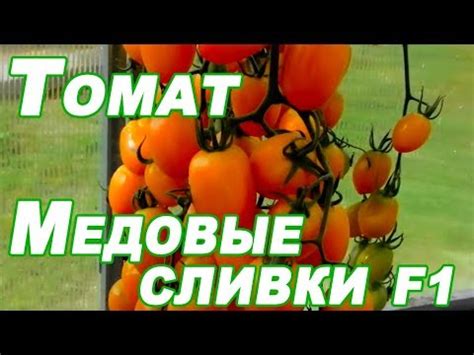 Томат Медовые сливки F1 - YouTube