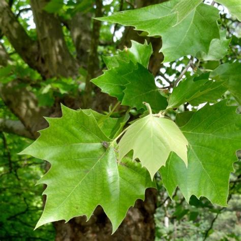 Platanus Acerifolia Fytagora Zacharogiannis