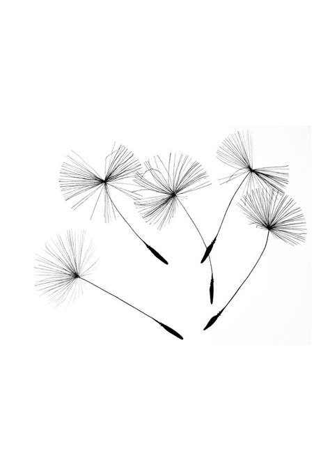 Dandelion seeds, Art Print by design and devices - X-Small | Dandelion ...