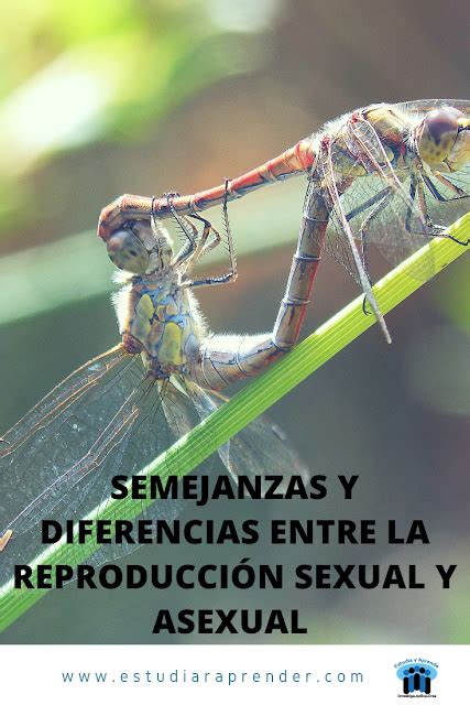 Semejanzas Y Diferencias Entre La Reproducción Sexual Y Asexual