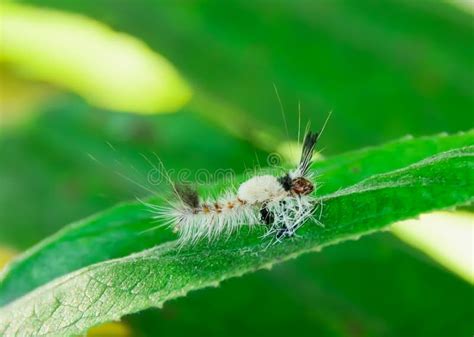Woolly Worm Stock Photo Image Of Larva Drawing Cute 85811104