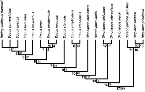 Frontiers What Is Equus Reconciling Taxonomy And Phylogenetic Analyses