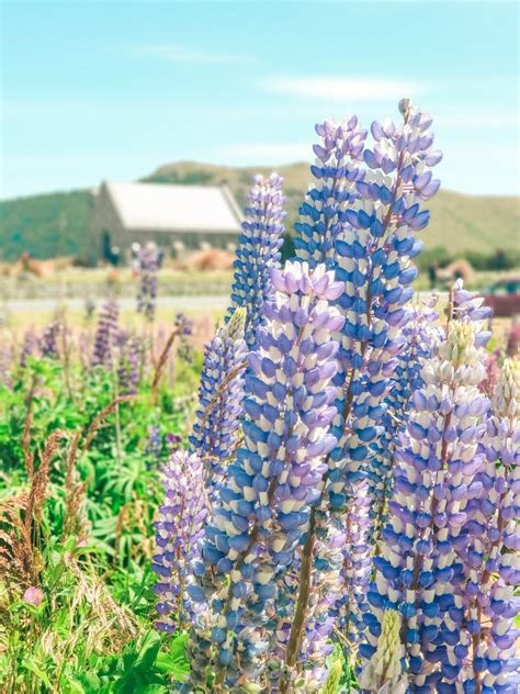 Lake Tekapo Lupins Where To Find Lupins In Nz Hours Layover In