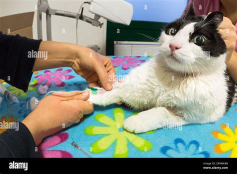 Veterinarian With Syringe In Patient Cat Paw Drawing Blood Sample For