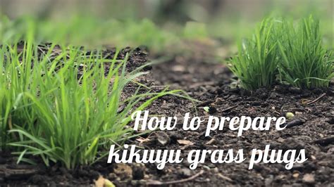 Growing Kikuyu Grass Plugs With Pro Gro And Mayford Seeds Youtube