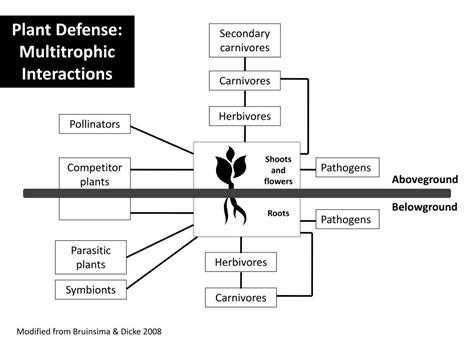 Ppt Plant Defense And Secondary Metabolism Powerpoint Presentation