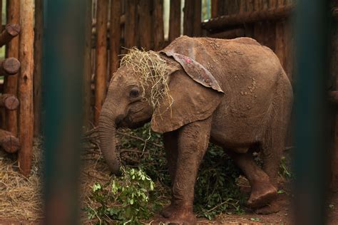 Elephantidae Photos Download The Best Free Elephantidae Stock Photos