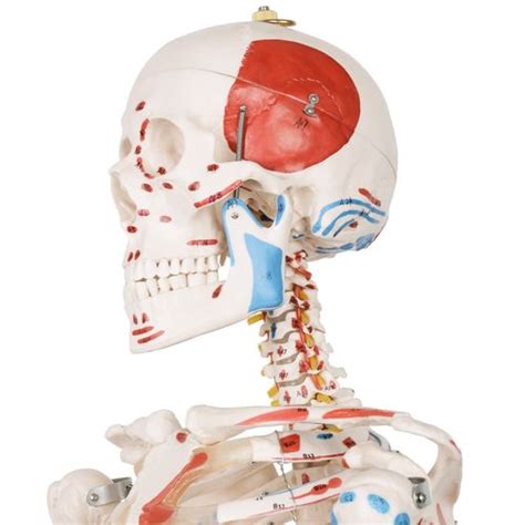 Jago Menschliches Skelett 181 Cm Anatomie Lehrmodell Muskeln Mit