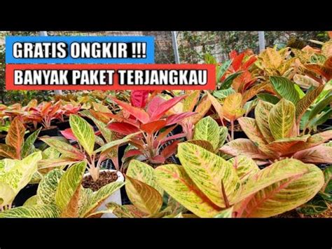 Beli Aglaonema Gratis Ongkir Banyak Paket Terjangkau YouTube