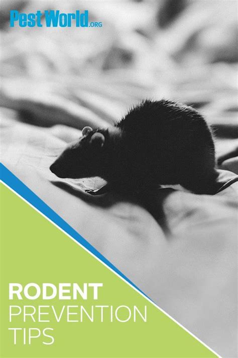 Rodents Are One Of The Most Common Household Pests Especially In The