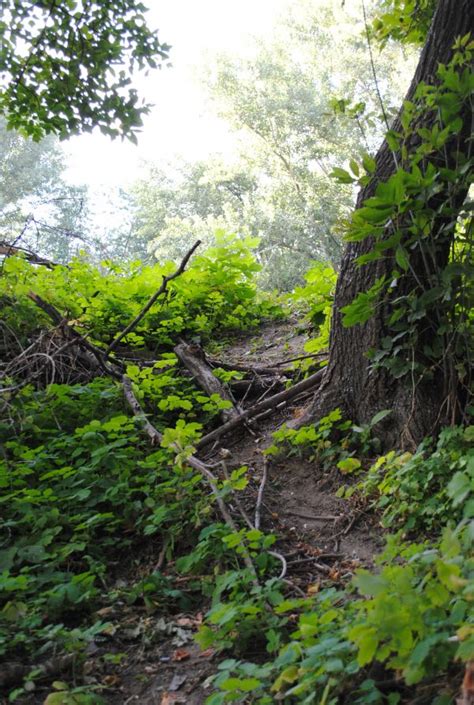 Fotos gratis árbol bosque césped planta la carretera sendero