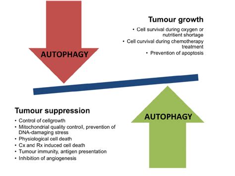 The dual role of autophagy in cancer. Examples of mechanisms that are ...