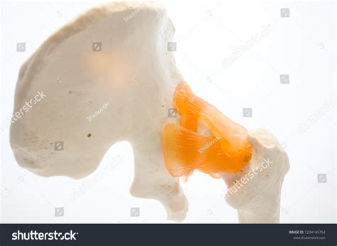 Anatomy Hip Joint Pelvis His Bones Stock Photo 1204149754 | Shutterstock