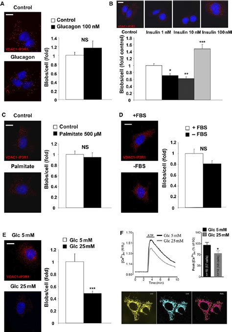 Figure 2 From Mitochondria Associated Endoplasmic Reticulum Membranes