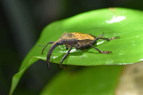 Rhinastus Latisternus From Tambopata Peru On March 13 2024 At 0930