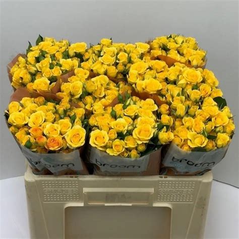 Svazek trsových růží YELLOW BABE cm