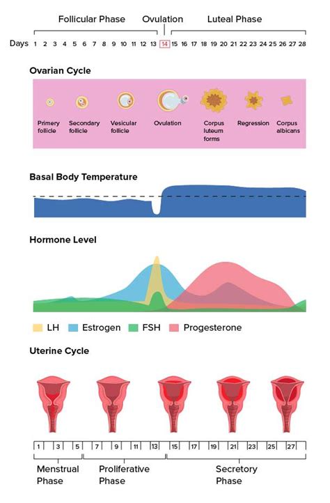 The Menstrual Cycle Advanced Read Biology Ck 12 Foundation