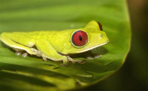 Red Eyed Tree Frog Agalychnis Callidryas Stock Photo Image Of Eyed