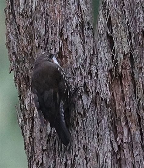 White Throated Treecreeper From Gembrook Vic Australia On March