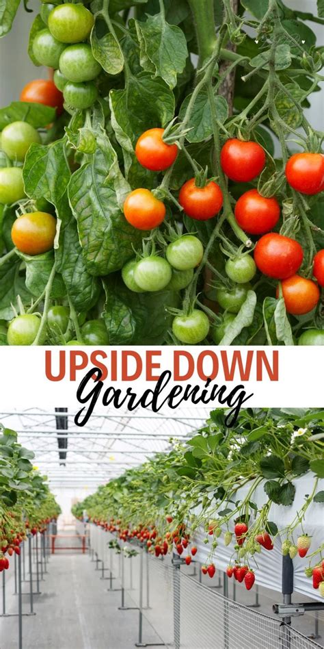 Upside Down Gardening Dine Dream Discover Upside Down Plants