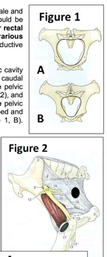 Anatomy 2 Exam 3 Equine Female Repro Flashcards Quizlet