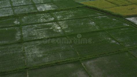 Beautiful Rectangle Green Paddy Rice Field from Drone View, Thailand ...