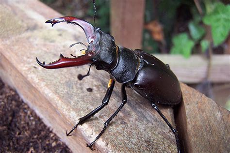 Stag Beetle Emergency - Creating Suitable Habitat - WildlifeGadgetman.com