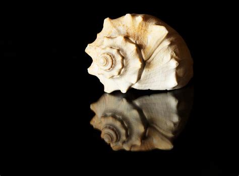 Seashell Photograph Seashell Fine Art Print Art Fine Art America