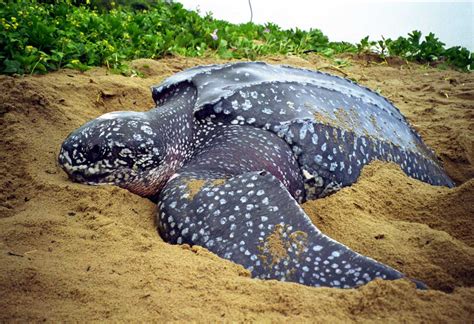 A Maior Tartaruga Do Mundo Gigantes Do Mundo