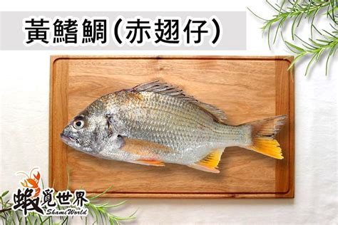 黃鰭鯛 赤翅仔 250 300g 尾 蝦覓世界 健康 新鮮 美味 ihergo愛合購