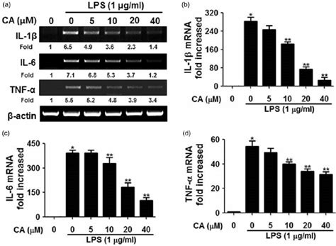 Effect Of CA On Expression Of LPS Induced Pro Inflammatory Cytokines In