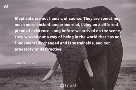 🏷️ Elephant Quotes 63 Elephant Quotes Inspiring Mighty Thoughts 2022 11 01