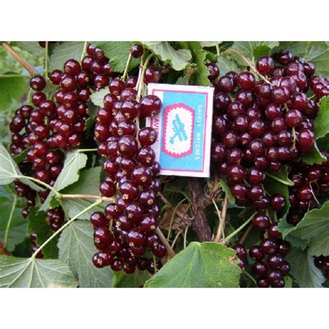 Смородина «Виксне» — описание, фото и характеристики сорта