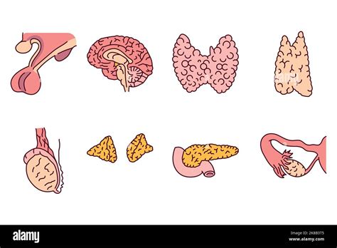 Pituitary Gland Drawing Stock Vector Images Alamy