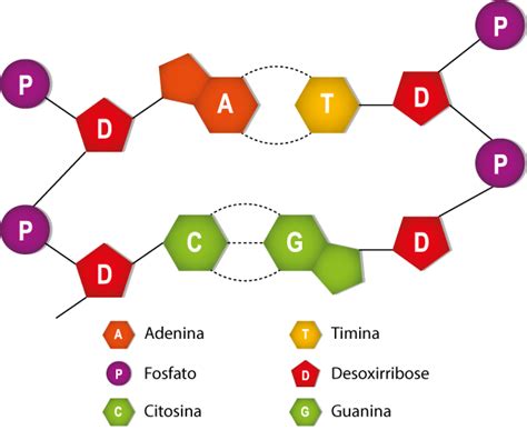 Estrutura Da Mol Cula De Nucleot Deo